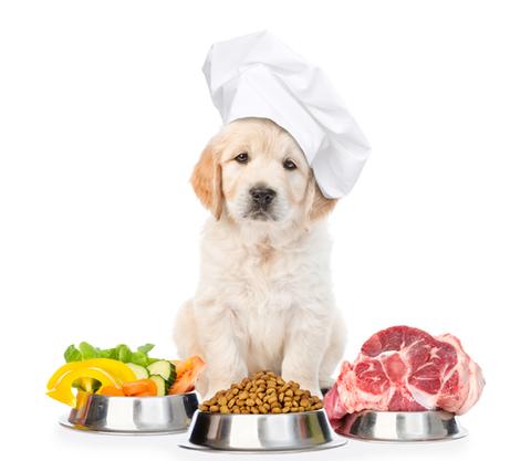 Petdiet-hrana pentru caini si pisici in Moldova, Chisinau
